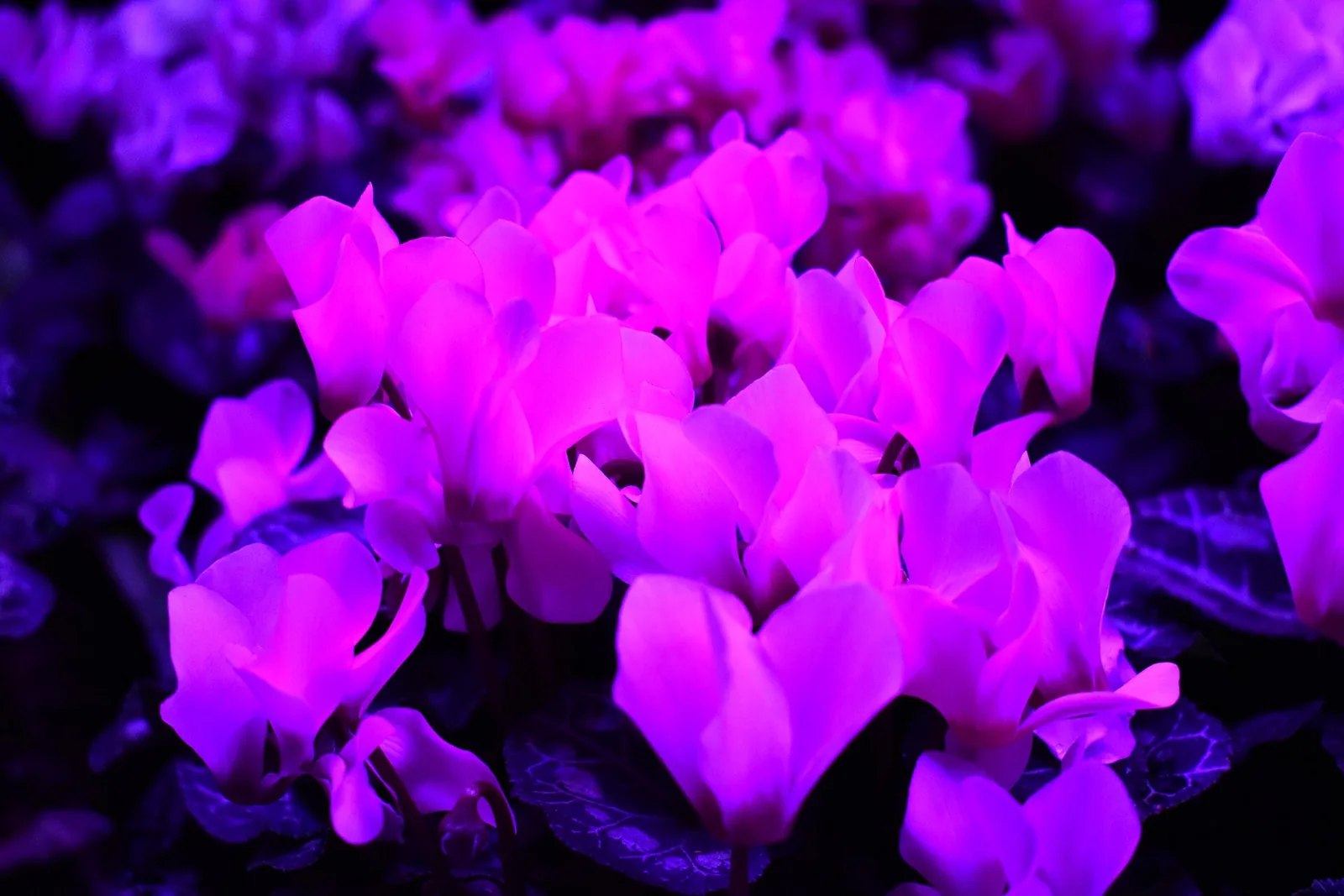 Plante en pot sous une lampe horticole LED